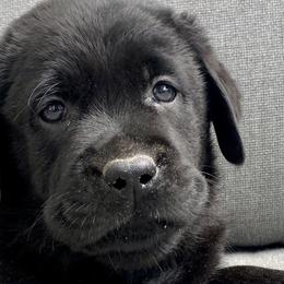 Labrador Retrievers from Crazy Tail Labradors