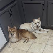 Teddy - White and biscuit American Eskimo Dog puppy in Syracuse, New York from Rios Pomimo Puppies