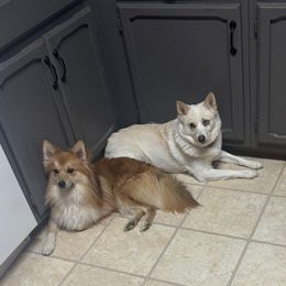 Teddy - White and biscuit American Eskimo Dog puppy in Syracuse, New York from Rios Pomimo Puppies