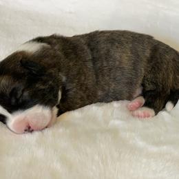 Brindle Boy 3 / Lefty - Cardigan Welsh Corgi puppy in Jacksonville, Florida from Penfro Corgis