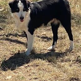 Miniature Australian Shepherds from Big Country Aussies