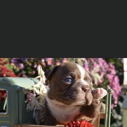 Teddy - Boston Terrier puppy in New Cumberland, Pennsylvania from BB and C Bostons