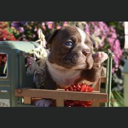 Teddy - Boston Terrier puppy in New Cumberland, Pennsylvania from BB and C Bostons