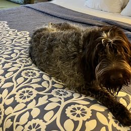 Paxi - Wirehaired Pointing Griffon