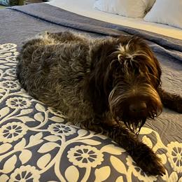 Paxi - Wirehaired Pointing Griffon