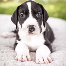 Great Dane Puppies from Vanmar Great Danes of Colorado