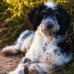 Roan (reduced) - Tri-color male Cavapoo puppy in Underwood, Minnesota from Tru Cuddle Pups