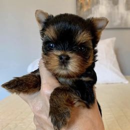 Yorkshire Terrier Puppies from PANACHE YORKIES