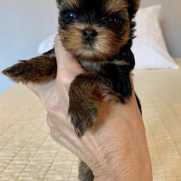 Yorkshire Terrier Puppies from PANACHE YORKIES