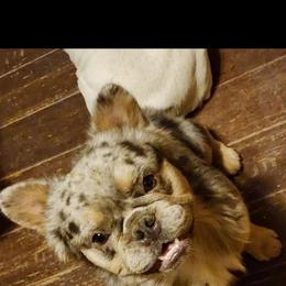 Muggins - French Bulldog