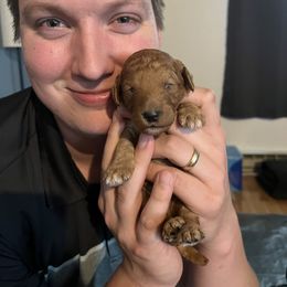 Poodle Puppies from Pawsable Prospects