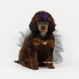 Akoya - Sable female Poodle puppy in Republic, Missouri from Red Skye Puppies