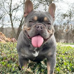Creasy Bear - French Bulldog