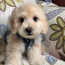 Angel - Cream male Maltipoo puppy in Bakersfield, California from Silvia's Maltipoos