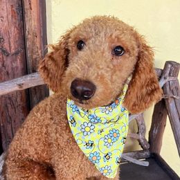 Walker - Apricot Labradoodle puppy in Florida from 7 Puppies