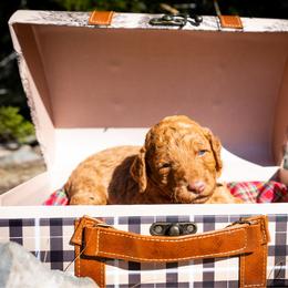 Dawn - Red  female Poodle puppy in Spring Branch, Texas from Mezzo Poodles