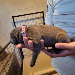 Girl 3 - Cane Corso puppy in Sturgeon Lake, Minnesota from Coffee Lake K9s