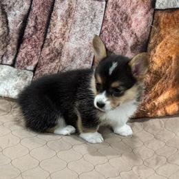 Girl 4 - Black and tan female Pembroke Welsh Corgi puppy in Visalia, California from VIP Stables