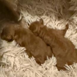 Benny boy 2 - Red male Assorted Doodle Crosses puppy in Churchill County Fallon, Nevada from Card Family Ranch