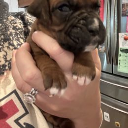 Female 4 pink - Fawn female Boxer puppy in Charleston, Arkansas from Guardian Kennels