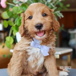 Sunny - Apricot male Goldendoodle puppy in Salado, Texas from Red Ranch Dogs