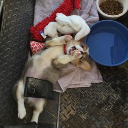 Australian Cattle Dog and Pembroke Welsh Corgi Puppies from Heelers in Texas