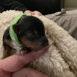 Yorkshire Terrier Puppies from Buddha Babies Yorkshire Terriers