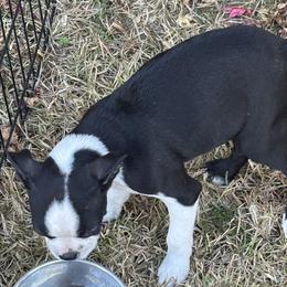 Boy 1 - Black and white male Boston Terrier puppy in Mc Donough, Georgia from Ballard Boston Terriers