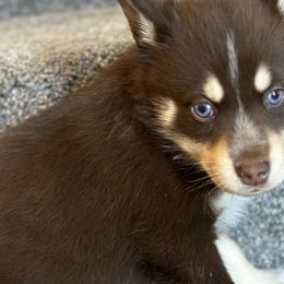 Pomskies from Pomsky Life ETC