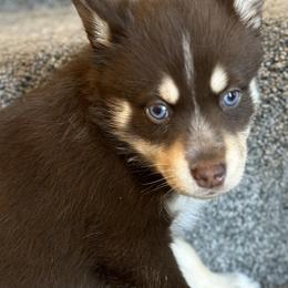 Pomskies from Pomsky Life ETC
