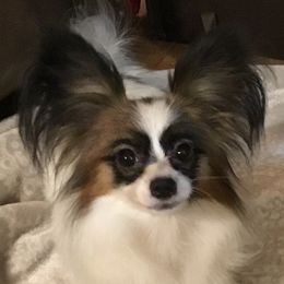 Ellie - Papillon