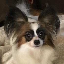 Ellie - Papillon