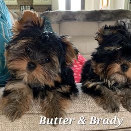 Yorkshire Terrier Puppies from Cottage House Yorkies, L.L.C.
