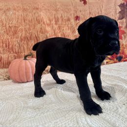 June - Black brindle female Cane Corso puppy in Loogootee, Indiana from Walnut Creek Cane Corso