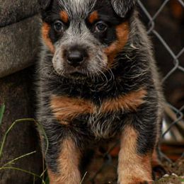 American Corgis, Australian Cattle Dogs, Miniature Australian Shepherds, and Pembroke Welsh Corgis from BarHigh711