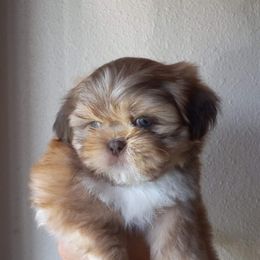 Shih Tzu and Yorkshire Terrier Puppies from Thorntons Fur Crew