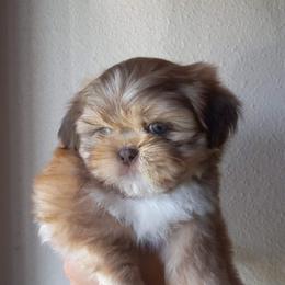Shih Tzu and Yorkshire Terrier Puppies from Thorntons Fur Crew