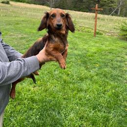 Lucy - Dachshund