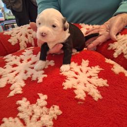 Fairy - Black and white female Tibetan Terrier puppy in Medford, New Jersey from Arkeden Tibetan Terriers