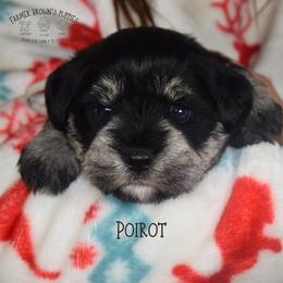 Poirot - Black and silver male Miniature Schnauzer puppy in Sedalia, Missouri from Farmer Brown's Puppies