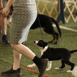 Beacon - Black male Border Collie puppy in Raccoon, Kentucky from Skyline Border Collies