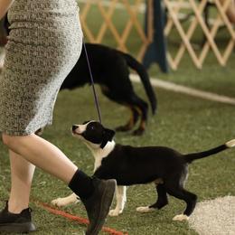 Beacon - Black male Border Collie puppy in Raccoon, Kentucky from Skyline Border Collies