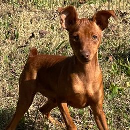 Rusty - Red male Miniature Pinscher puppy in Nashville, Tennessee from Aztex Min Pins