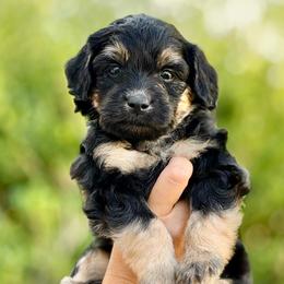 Lyla - Black female Goldendoodle puppy in Highland, Utah from Angel Pups Deluxe