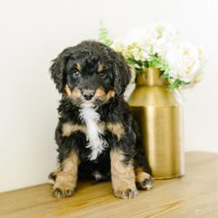 Linq - male Australian Mountain Doodle puppy in Spanish Fork, Utah from K Brand Doodles