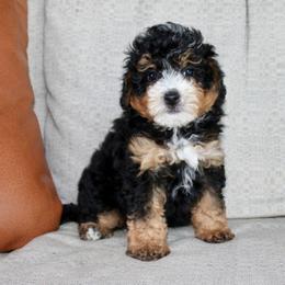 Rio- Micro Mini READY NOW - Tri-color male Bernedoodle puppy in Apple Creek, Ohio from Cuddle Paws