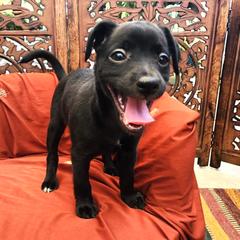 Xoloitzcuintli Puppies from Xolos Jazmin