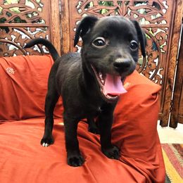Xoloitzcuintli Puppies from Xolos Jazmin