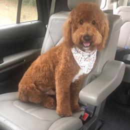 Goldendoodle Puppies from The Doodle grove