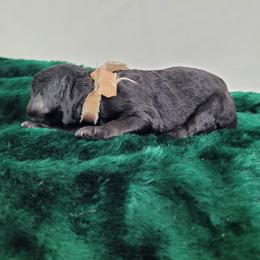Ember - Black female Goldendoodle puppy in Grabill, Indiana from Rose's Doodles